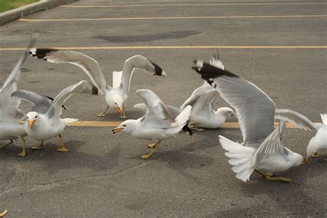 Is the Back of a Cruise Ship a Good Location? And Why Do Seagulls Always Know Where to Find the Best Snacks?